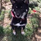 埼玉県の柴犬の里親募集 ジモティー