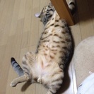 成猫♂ 去勢済です − 山梨県