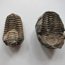 「成立」三葉虫化石　ネパール産