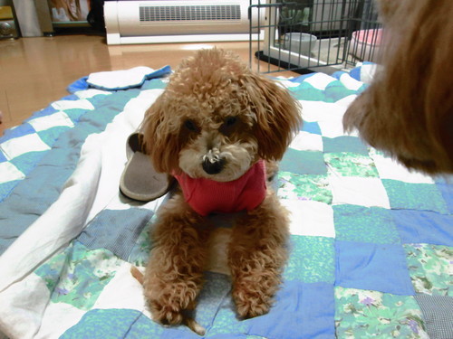 生後8カ月のトイプードル クリームカラー の女の子です 体重2 8ｋｇ 避妊手術済み 狂犬病ワクチン済み マイクロチップ登録済み Lopkun その他のトイプードルの里親募集 ジモティー