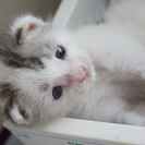 青い目のかわいい子猫の里親さん募集！