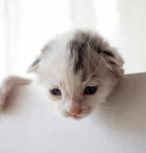 青い目のかわいい子猫の里親さん募集 Mimi 天草の猫の里親募集 ジモティー 青い目のかわいい子猫の里親さん募集 Mimi 天草の猫の里親募集 ジモティー
