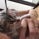 診察、虫下済み 子猫 メス 1ヶ月 − 福岡県