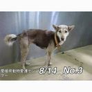 保護されている4匹の成犬の子達の家族になって下さい(;_;) - 松山市