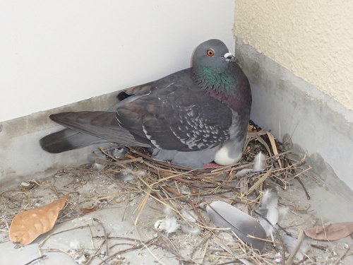 かめさわはと捕獲 鳩捕獲専門業者 九州一円出張可能 鳩よけネット設置 鹿児島県霧島市の鳩捕獲業者 宮崎県の鳩駆除業者 かめさわ 嘉例川の便利屋の無料広告 無料掲載の掲示板 ジモティー