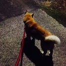 ふわもこの柴犬、たか子さん。保健所からのレスキューです！ − 岡山県