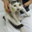 横浜市動物愛護センターにいる猫達の家族になって下さい(;_;) - 猫