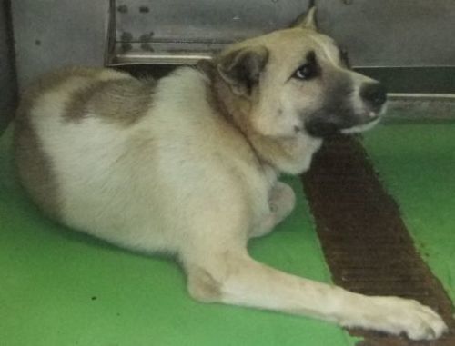 千葉県動物愛護センター東葛飾支所に収容されてる子達の家族になって下さい ルナ 松戸のその他の里親募集 ジモティー 千葉県動物愛護センター東葛飾支所に収容されてる子達の家族になって下さい ルナ 松戸のその他の里親募集 ジモティー