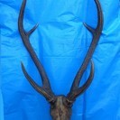 鹿の角（本物）　インテリア用　