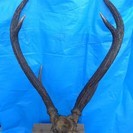 鹿の角（本物）　インテリア用　