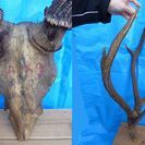 鹿の角（本物）　インテリア用　