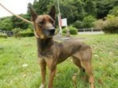4千葉県動物愛護センター本所に収容されてる子犬と成犬達の家族になって下さい ルナ 千葉のその他の里親募集 ジモティー 4千葉県動物愛護センター本所に収容されてる子犬と成犬達の家族になって下さい ルナ 千葉のその他の里親募集 ジモティー