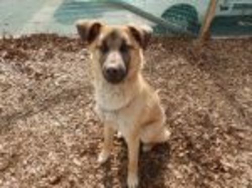 4千葉県動物愛護センター本所に収容されてる子犬と成犬達の家族になって下さい ルナ 千葉のその他の里親募集 ジモティー 4千葉県動物愛護センター本所に収容されてる子犬と成犬達の家族になって下さい ルナ 千葉のその他の里親募集 ジモティー