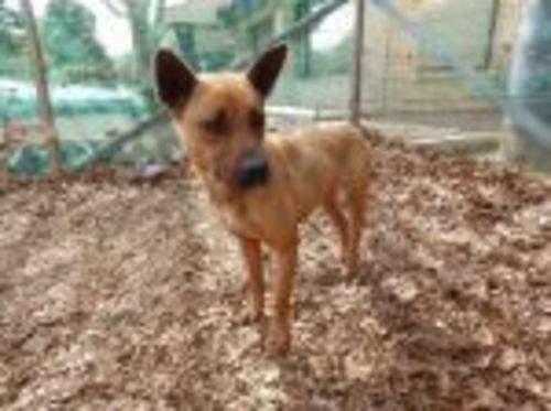4千葉県動物愛護センター本所に収容されてる子犬と成犬達の家族になって下さい ルナ 千葉のその他の里親募集 ジモティー 4千葉県動物愛護センター本所に収容されてる子犬と成犬達の家族になって下さい ルナ 千葉のその他の里親募集 ジモティー