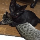 2ヶ月の子猫です