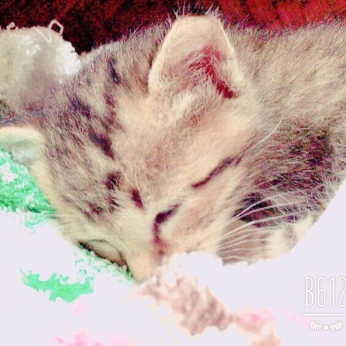 生まれたばかりの子猫の里親探しています わか 宮崎の猫の里親募集 ジモティー
