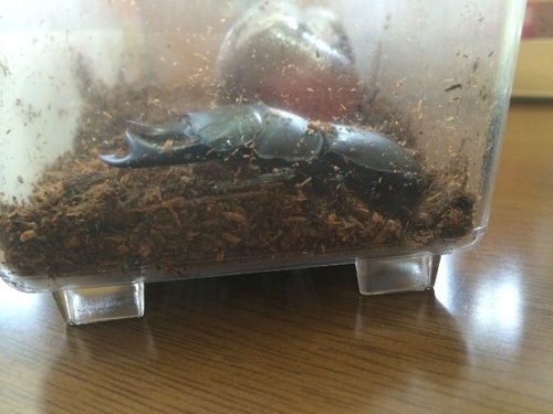 オオクワガタ♂♀ペア売ります