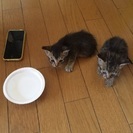 子猫ちゃんの里親さんお願いいたします。