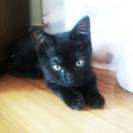 元気いっぱいかわいい黒猫さんの里親さんを探しています。
