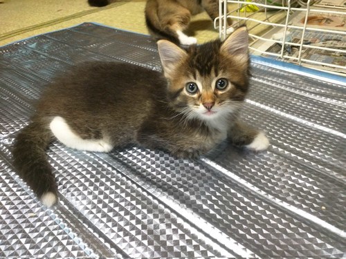 生後二ヶ月の子猫です ミラン 西東京の猫の里親募集 ジモティー