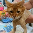 成猫　ソマリ、スコティッシュ里親様きまりました。