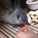 ミニウサギ − 東京都
