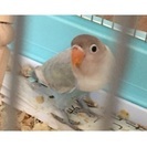 生後2ヶ月のシロボタンインコです。