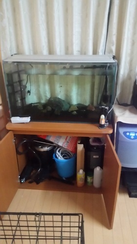 90cm水槽セット　熱帯魚付き