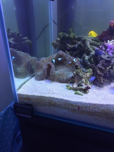 沖縄を再現セット