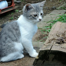 かわいくて元気な仔猫、良かったら飼ってください2 − 茨城県