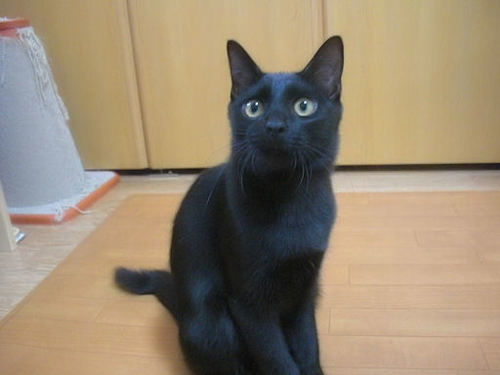 ピカチュウ尻尾の甘えん坊クム Green 長野の猫の里親募集 ジモティー