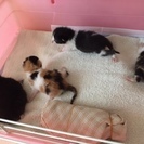 生後３週間ほど　子猫４匹　 - 里親募集