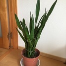 観葉植物 サンセベリア 差し上げます