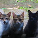 野良猫ちゃん、黒猫他３匹います。