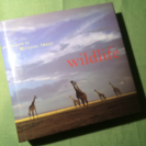 wildlife - Mitsuaki Iwago (洋書 岩合...
