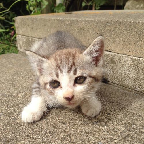 グレーの可愛い子猫 ゆっぴー 秩父の猫の里親募集 ジモティー