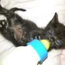生後３ヶ月くらいの黒猫 - 猫