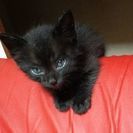 生後３ヶ月くらいの黒猫 - 里親募集