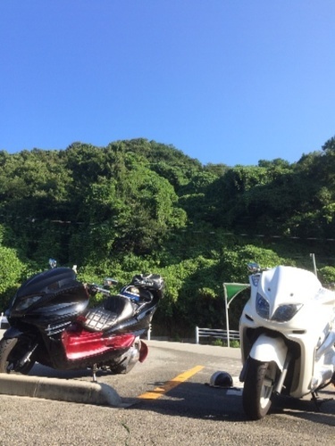 白マジェスティ