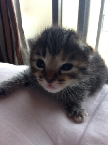 生後一週間の仔猫 Suke 千葉の猫の里親募集 ジモティー
