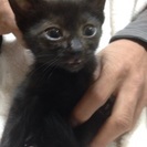 約1ヶ月 黒猫？チョコレート？ブラザーズ の画像