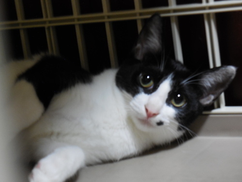 ほくろがチャームポイント白黒ぶちくん４か月齢 綾野 つきみ野の猫の里親募集 ジモティー
