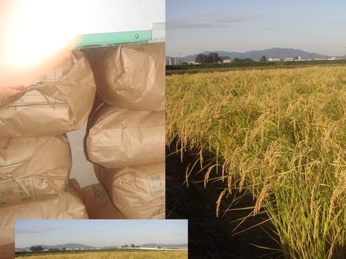 近江米キヌヒカリ玄米３０ｋｇ　令和２年度産