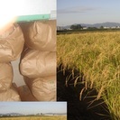 　近江米キヌヒカリ玄米３０ｋｇ　令和５年度産
