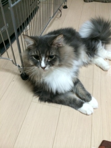 足長マンチカン2歳オス (karen) 旭川の猫の里親募集|ジモティー