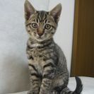 生後二か月（8/20生まれ）野良猫の赤ちゃんです - 猫