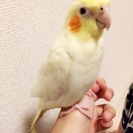 オカメインコです。