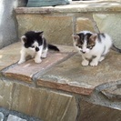 生後約一カ月の二匹の子猫達の里親募集