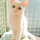 かわいい白猫の子猫ちゃん（女の子）