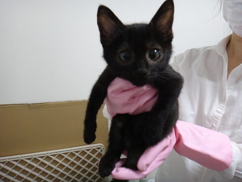 おめめパッチリ可愛いオスの黒猫ちいくんです ちいの保護者 三国ケ丘の猫の里親募集 ジモティー